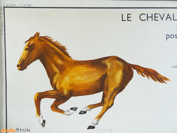 Affiche-scolaire-CHEVAL-LAPIN-2-muluBrok