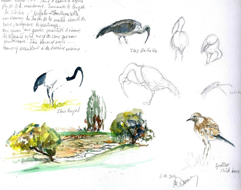 quelques oiseaux d' A du sud