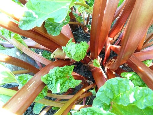 rhubarb-54084_1280