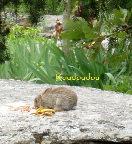Roudoudou