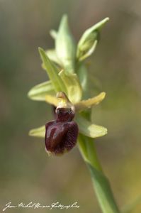 2013_04_01_Ophrys_occidentalis_06