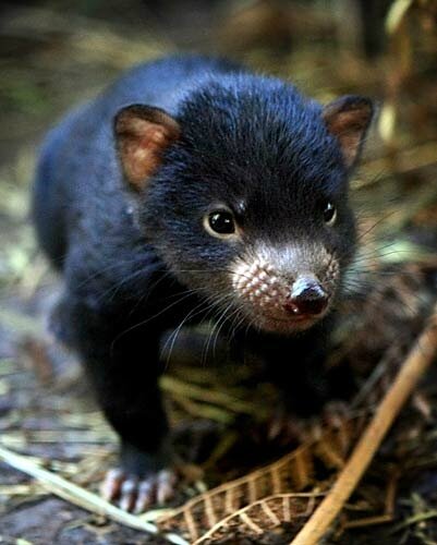 Tasmanian-Devil-Photos