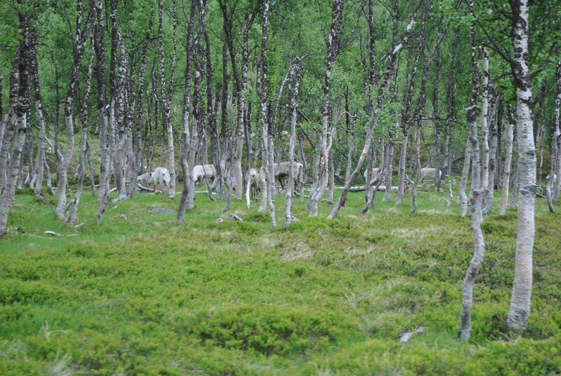 15 parcking rennes nord norvege (61)