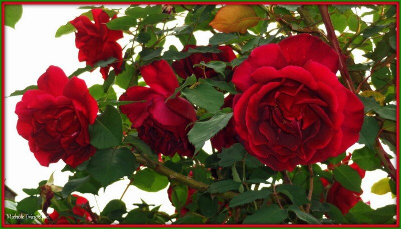 Roses rouges 080515
