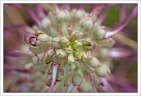 orchid_bouc_vue_dessus_130610