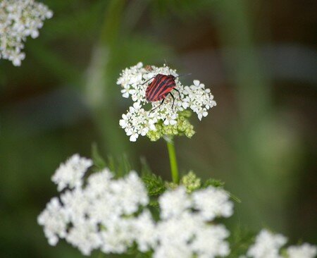 punaise_rouge_et_noir_sur_fleur