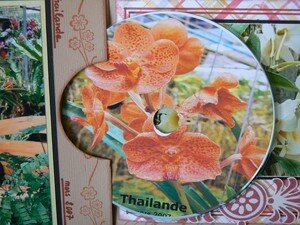 Orchid_es_Thailande_003