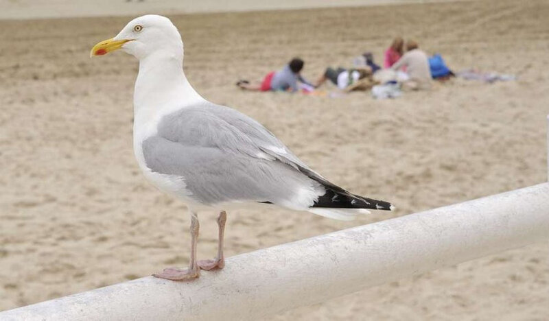 quelle-est-la-difference-entre-une-mouette-et-un-goeland_3512988_1000x584p