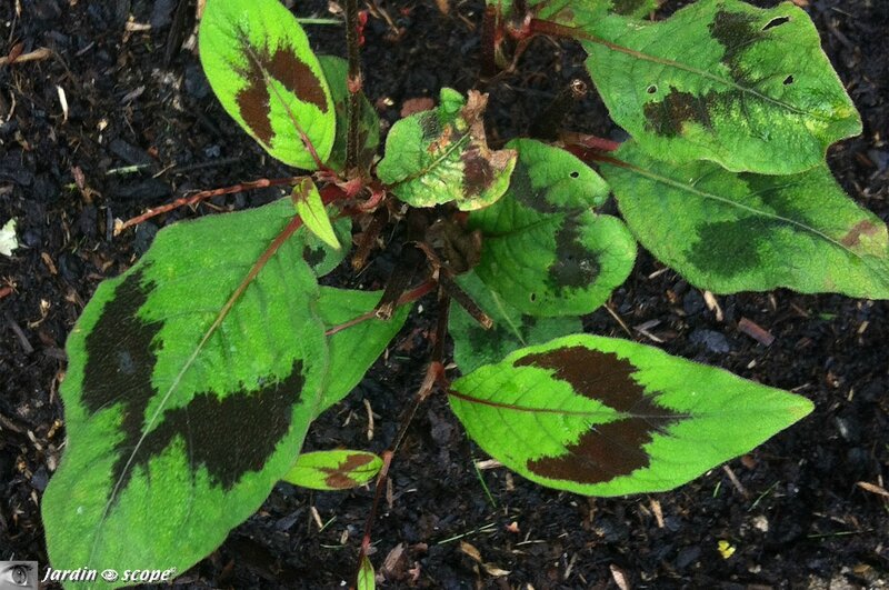 Polygonum-filiformis-détail-des-Feuilles