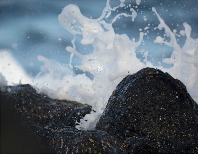 Tenerife lulu cote crabe 240913 8 vague