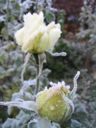 fleurs_de_givre_013__640x480_