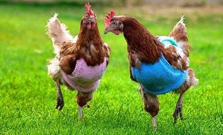 chickens-in-jumpers