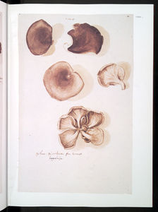 Clusius_3