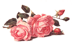 Sep rose