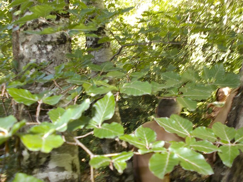 woods feuillages