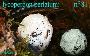 lycoperdon_perlatum_n_81