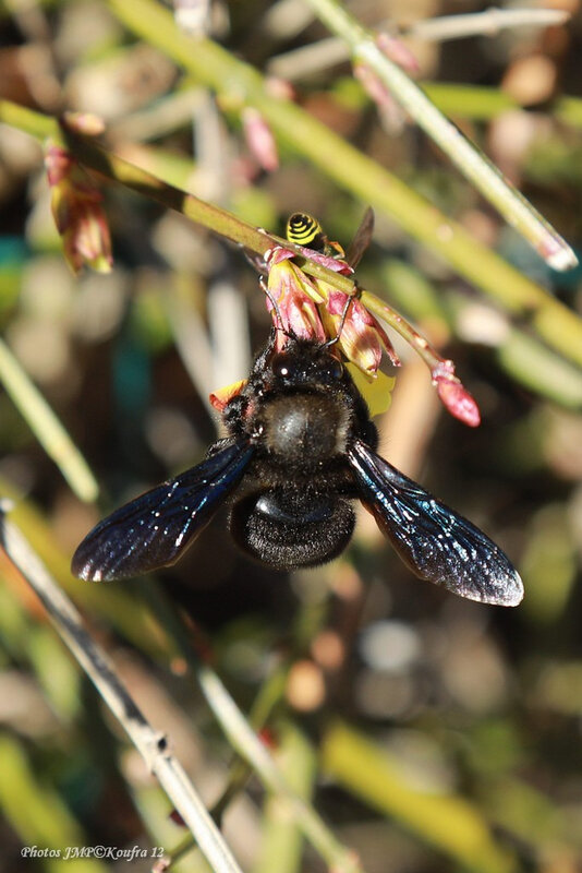 Photos JMP©Koufra 12 - Le Caylar - Abeille bleue - 23022019 - 0004