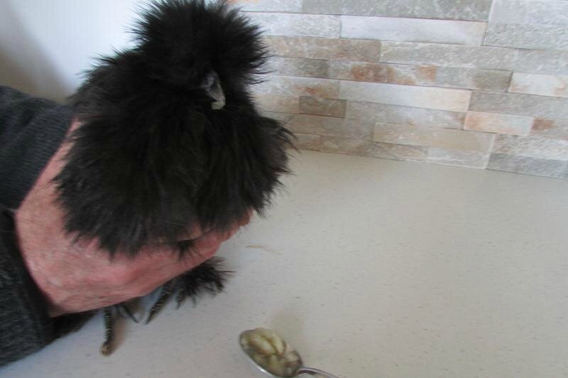 Poule Noirette nourrie  à la cuillère samedi 9