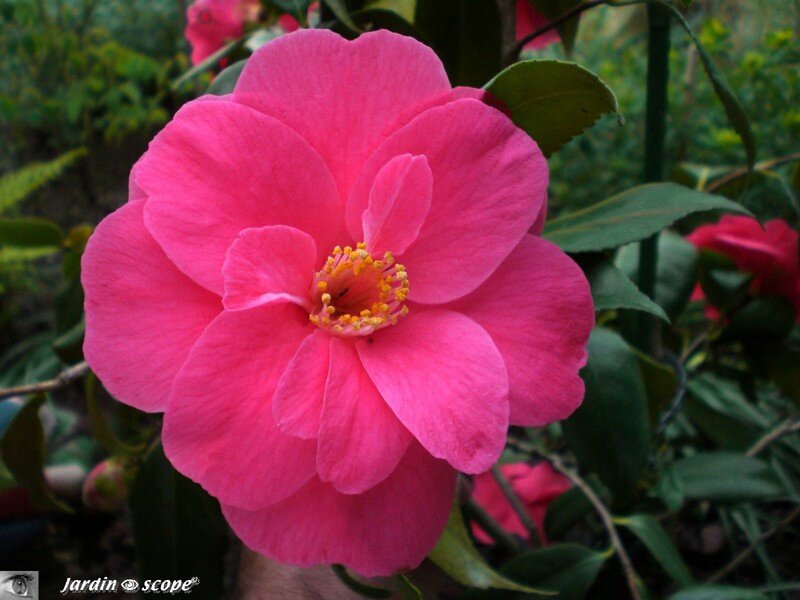 Camellia Japonica Gulio nuccio
