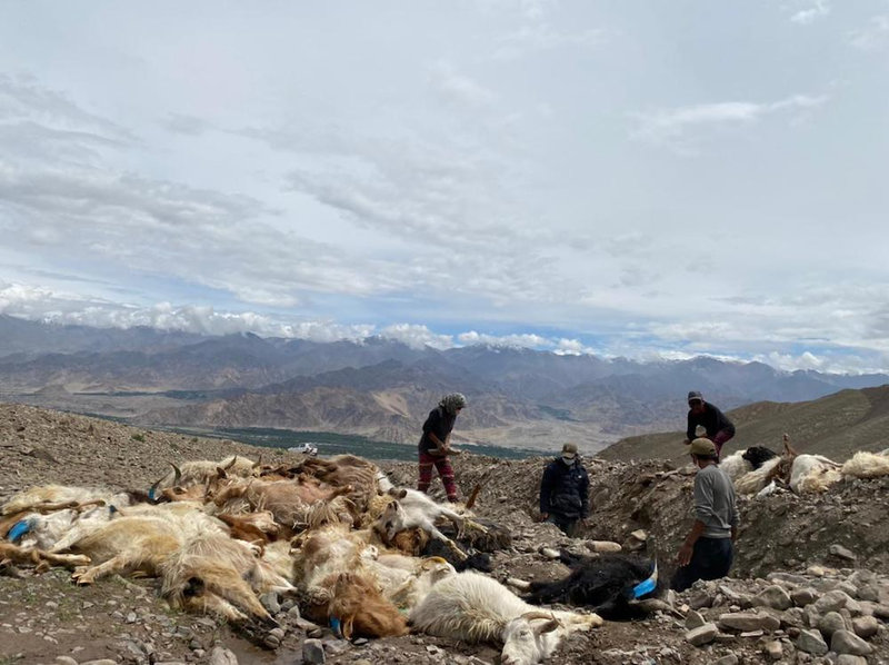 Tibetans-bury-their-dead-sheep-in-the-ground-Photo-Dolma-Lhamo