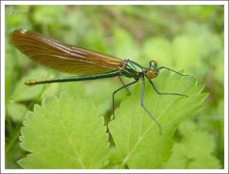 Copie_de_Calopteryx_virgo__femelle_