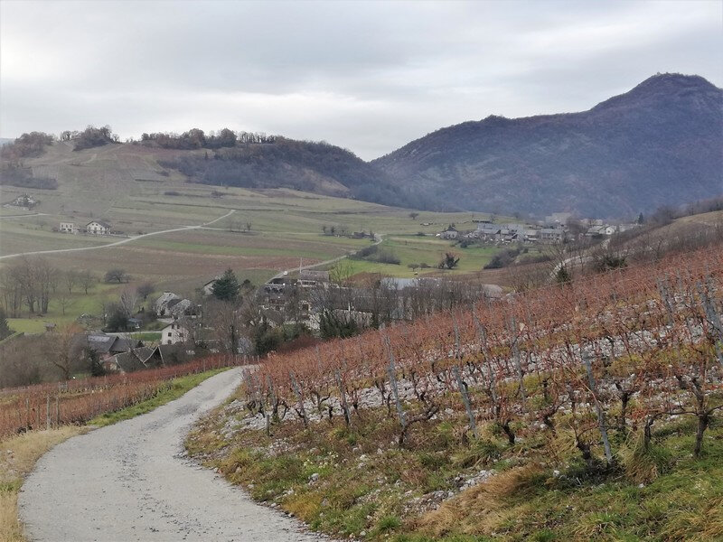Vignes Chignin 2020 12 17 (12) mini