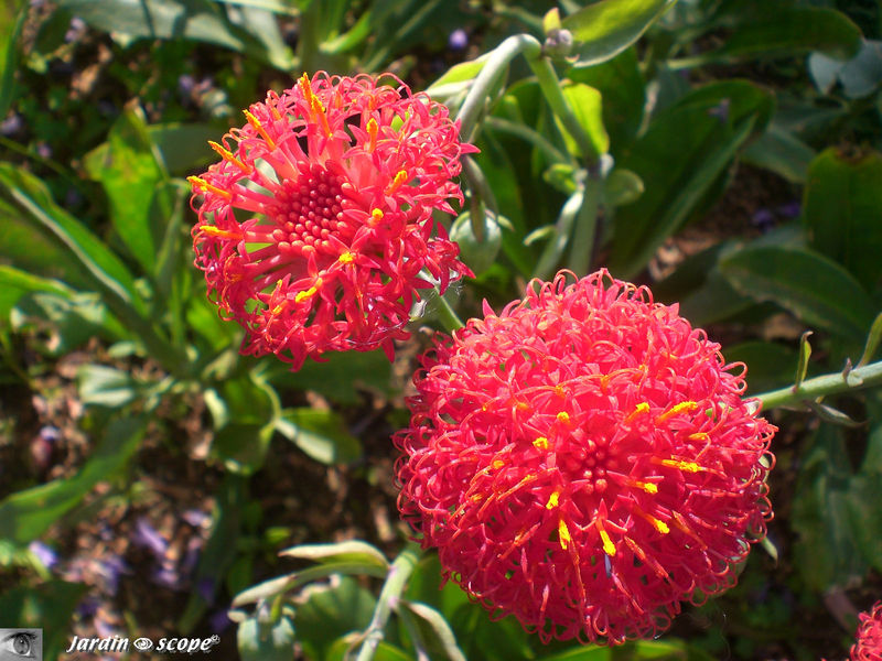 9075-Senecio-fulgens
