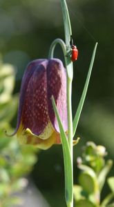Fritilaire noire ou fritilaire des Pyrénées