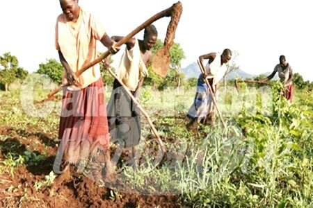 agriculture-femmes-rurales