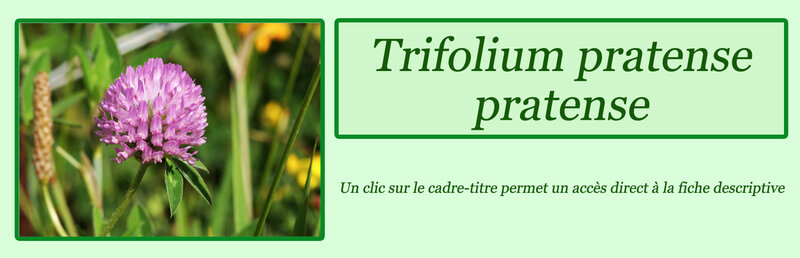 Trifolium pratense pratense