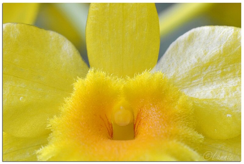 Reunion_Mascarin_orchidee_jaune