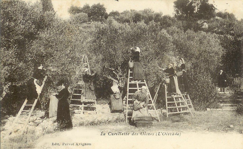Cueillette des olives 