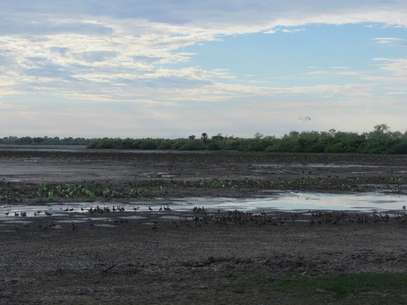 Kakadu NP - Mamukala birds observatory (7)