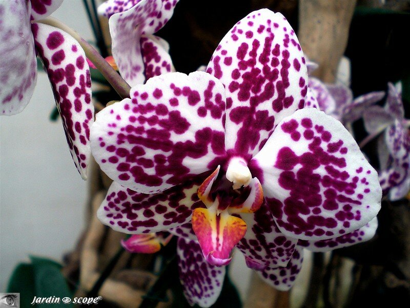 Phalaenopsis 'Everspring King Lee'