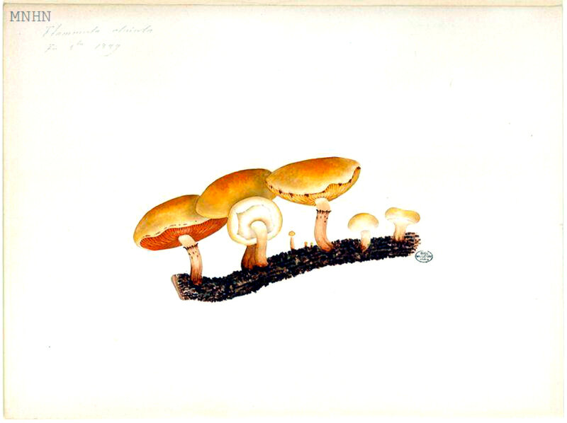 90 Flammula alnicola Pholiota highlandensis