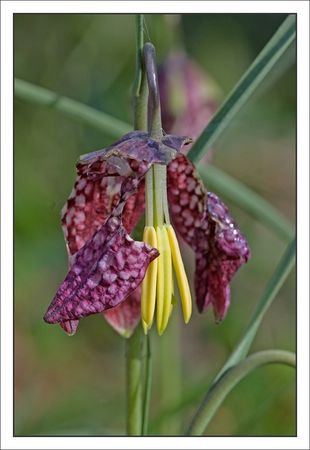 Galuchet_coquelourde_etamines_reflet_210310