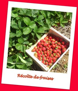 récolte de fraises blog erisodifuz'yon