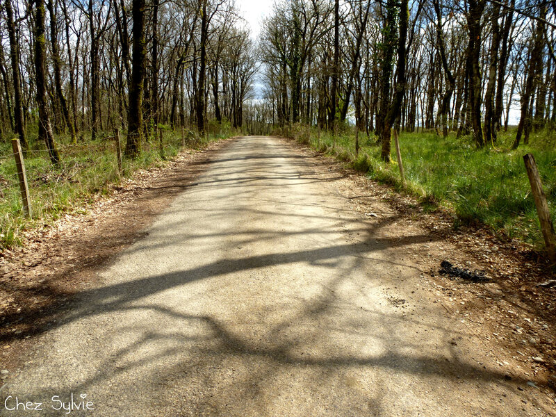 Chemin ânes au 19-04-07A