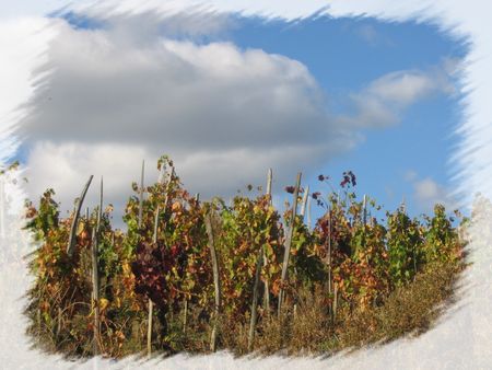 VIGNES