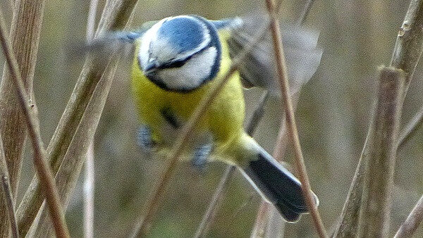 mésange bleue