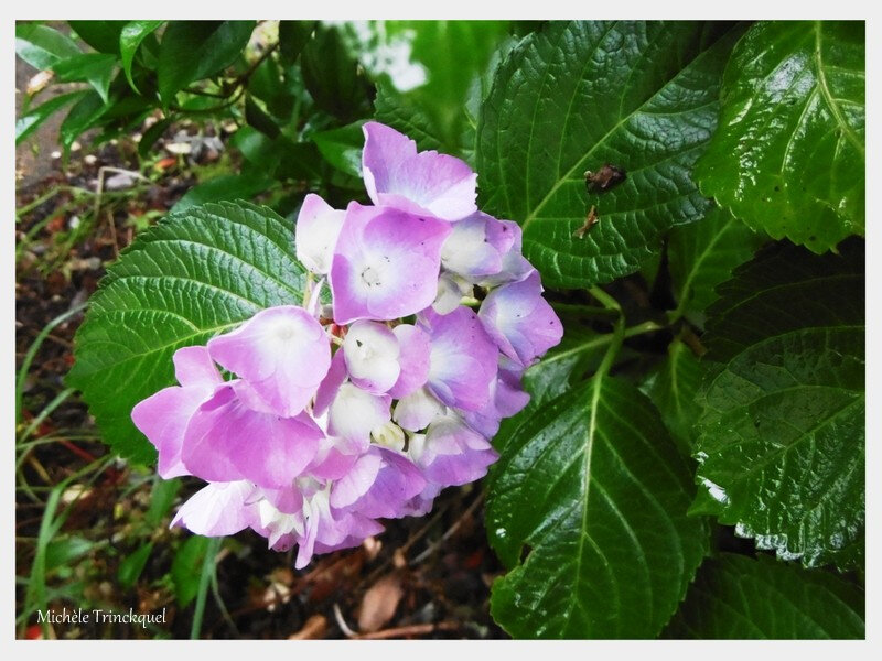 Mes hortensias 130618