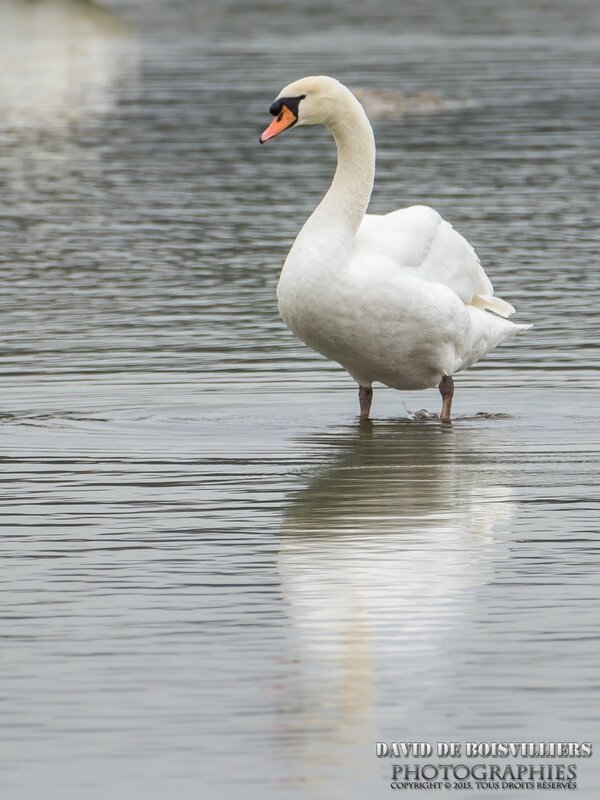 Cygne Tuberculé (Cygnus Olor)