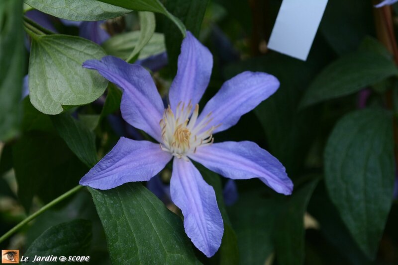 Clematis Bleu River