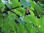 merisier-feuille-fruit-arbre