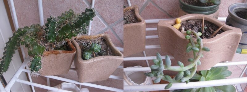 compo cactus 4