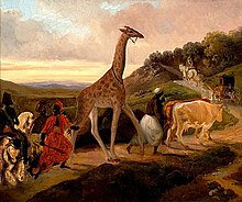 Girafe de Jacques-Raymond Brascassat 1827