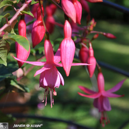 Fuchsia_rouge