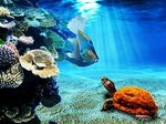 Tortue