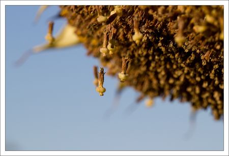 tournesol_graines_chute_290810