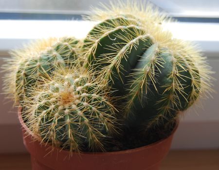 cactus_5